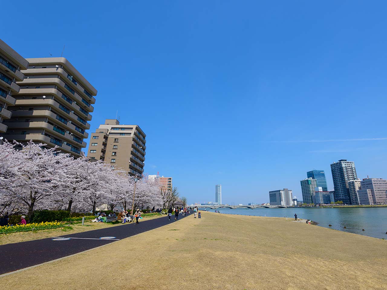 信濃川やすらぎ堤緑地：水辺と橋を歩く新潟時間